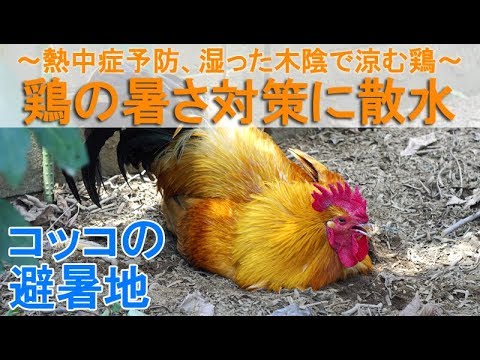 , title : '鶏の暑さ対策に散水～熱中症予防、ヒンヤリ湿った木陰で涼むニワトリ～'