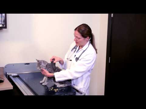 How to Check Your Pet's Hydration - YouTube