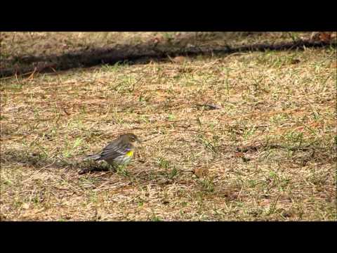 Mixed Flocks Provide Protection Jarvis Creek Park