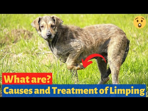 YouTube video about: How to treat a limping dog at home?
