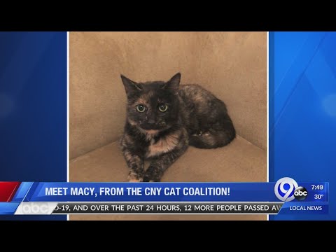 TMN Weekend - Petsavers - Sunday, December 27th, 2020