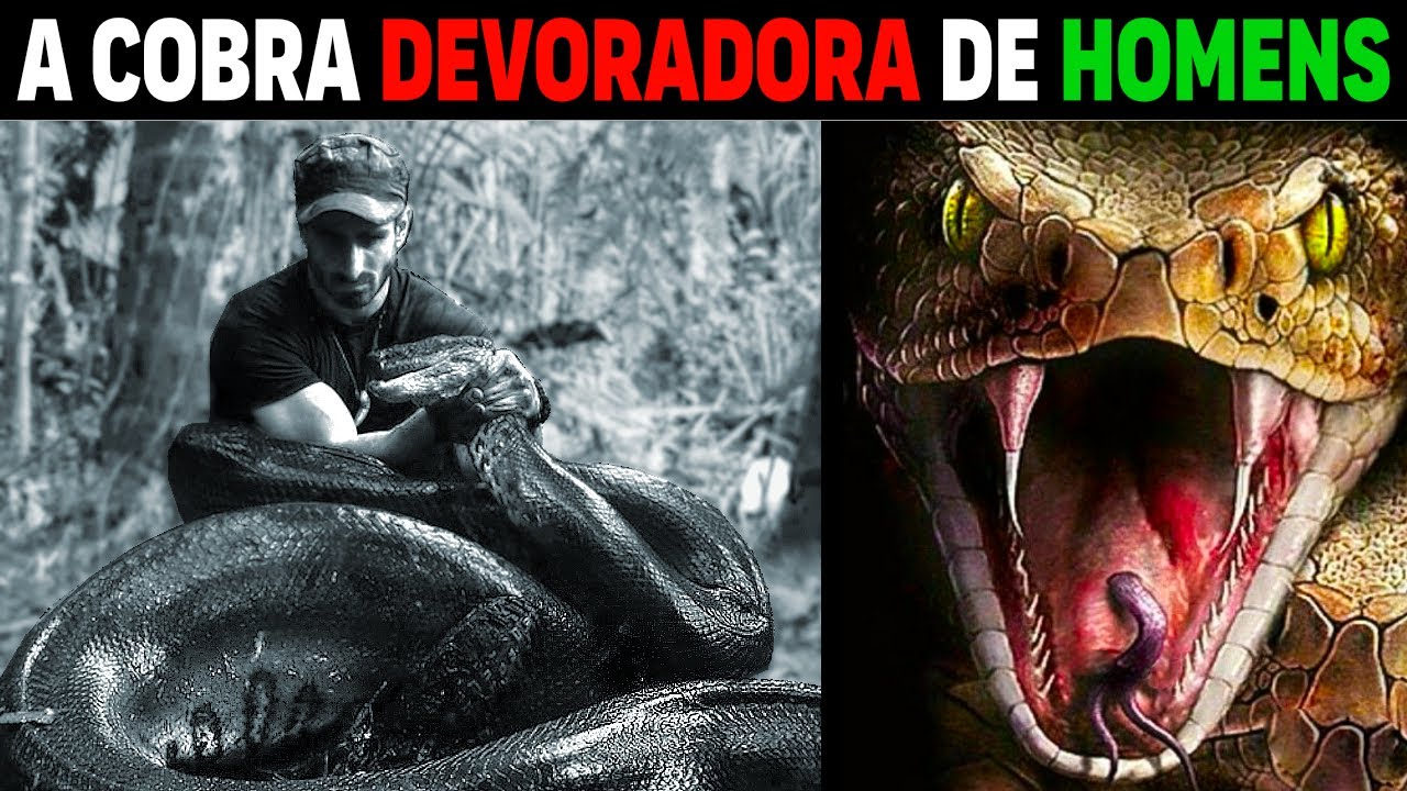 Píton - 5 PESSOAS ENCONTRADAS NA BARRIGA DA COBRA