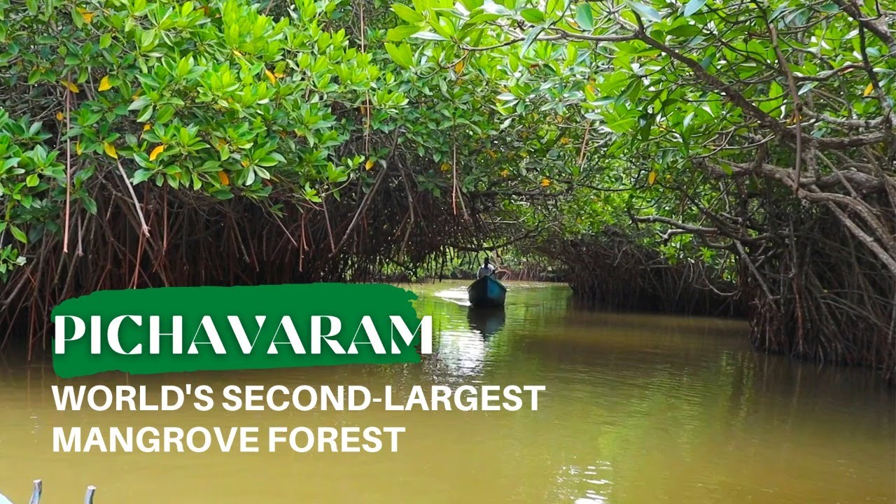 Pichavaram Mangrove Forest: World's Second Largest Forest 