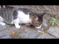 Cute Cat Saying "Nom Nom Nom" While Eating Cute Cat Saying "Nom Nom Nom" While Eating