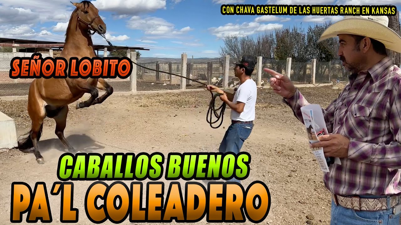 BUENOS PARA EL MANEJO DE GANADO así son los hijos de EL SEÑOR LOBITO. Chava Gastelum 3/4