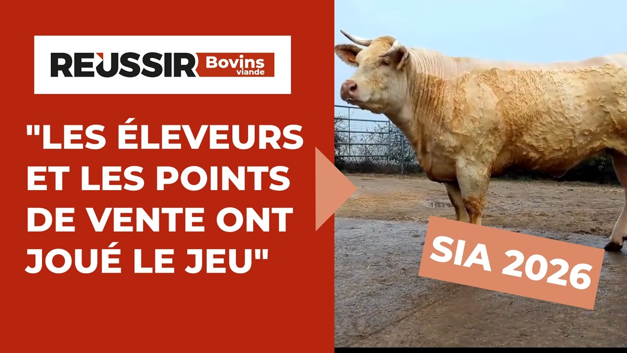 Salon de l'agriculture 2026 : Succès de la vente en ferme des femelles bouchères Charolaises