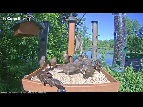 Juvenile European Starlings Take Over Cornell Feeders – June 12, 2018