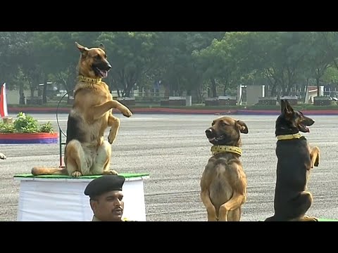 Dog Accessories
