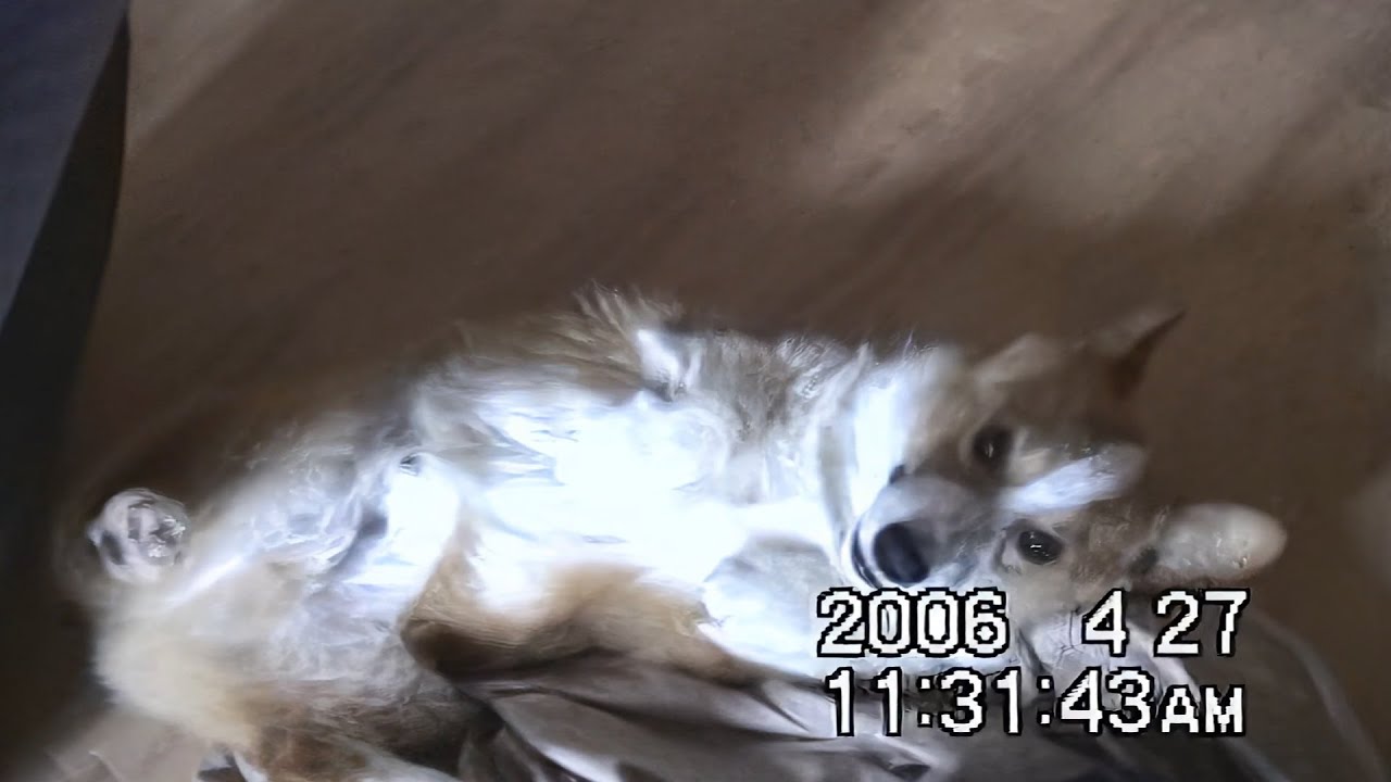Goro sleeps & eats & roll 寝て食べてゴロゴロするゴローさん 20060427