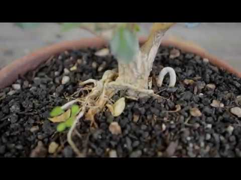 ►How to make bonsai for beginners - HD 2019 #15 (Bonsai )