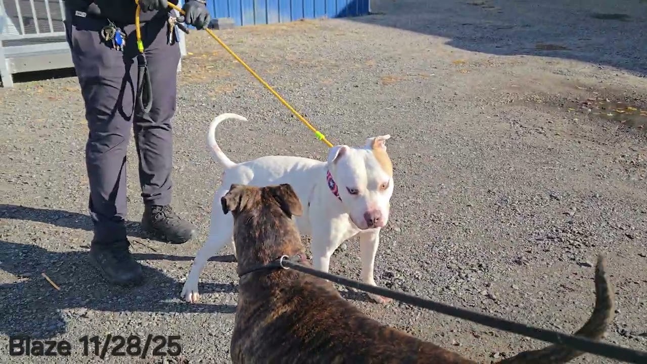 Enlarge Blaze, a ADOPTABLE Pit Bull Terrier in Trenton, NJ video 3/3