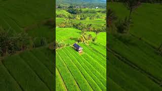 Beautiful rice terraces of Jatiluwih, Bali #bali #jatiluwih #riceterrace