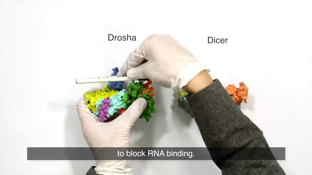 Structure of "RNA scissors" solved/ Cell, December 31, 2015 (Vol. 164, Issues 1 and 2)