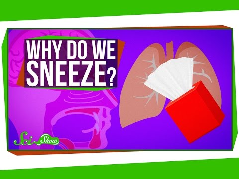 Sound effects of people sneezing download and listen online Sound effects of people sneezing download and listen online