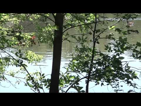 The Nature of Olmsted Park