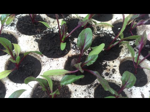Cikla iz rasada | Rasadi za hobby vrtlare | Sjetva i rasadi epizoda 7