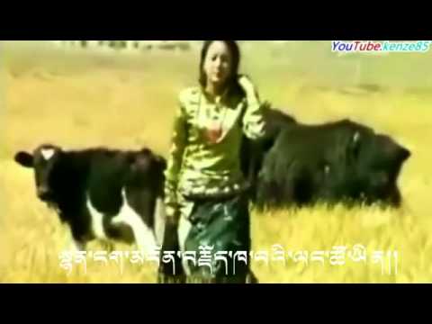 Tibetan song 2012                     by Tsewang Lhamo