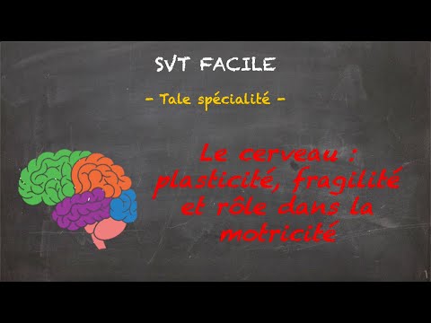 SVT FACILE - Tale spé. - Le cerveau : plasticité, fragilité et rôle dans la motricité
