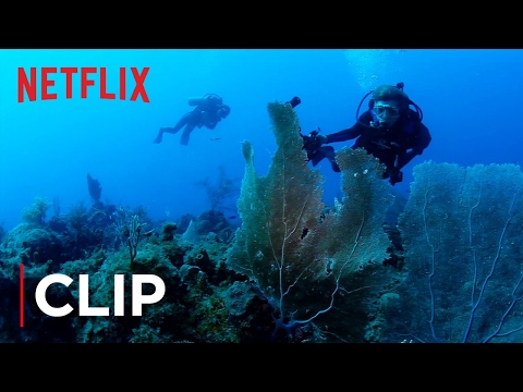 Thumbnail of the video: The Ocean Is Dying