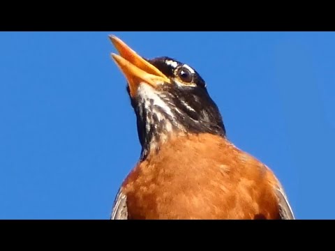 Robin bird song / call / sounds | American