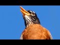 Robin bird song / call / sounds | American