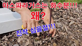 아스파라거스는 화수분!!(아스파라거스 재배, 아스파라거스 좋은 점, 아스파라거스 수확, 아스파라거스 입경, …