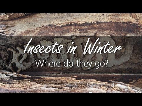 冬に虫がいる証拠