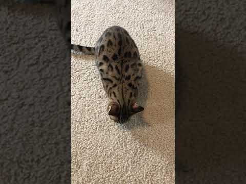 Bengal Cat eats piece of cheese