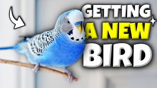 Download lagu Everything You Need to Know Before Getting a Bird mp3