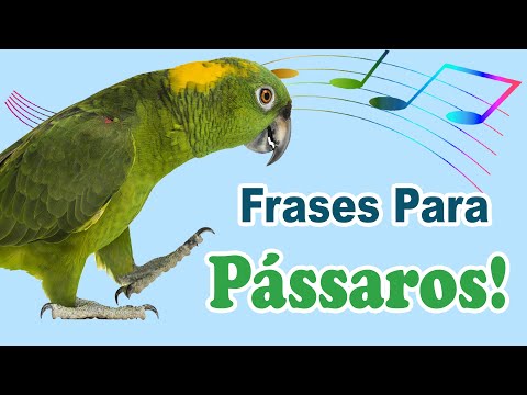 As melhores frases para pássaro falar - ensine seu pássaro a falar com frases!
