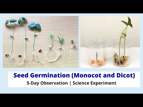 image-How do monocot seeds germinate?