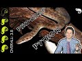 Children S Python The Best Pet Snake