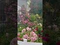 Front yard rose galore #roses #rosegarden #zone9b #organicgardening #gardening #rosegardener #garden