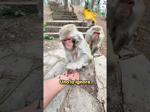 Le robó el premio al mono que ayudó 🙊🙈