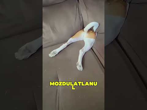 Ez a kutya azt hiszi, hogy láthatatlan🤣