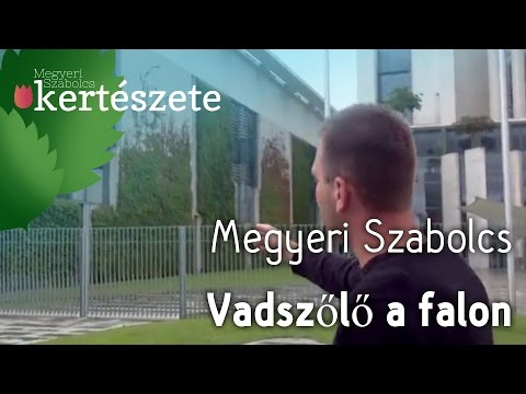 Vadszőlő a falon - Megyeri Szabolcs online Kertészet - növényrendelés Győr