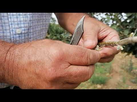 how to do a bud or shield graft.