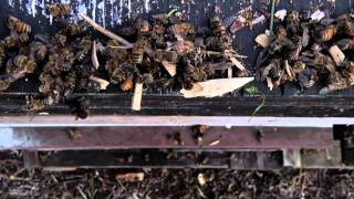 THE AILING QUEEN / LA REINE MALADE - Trailer (english subtitles)