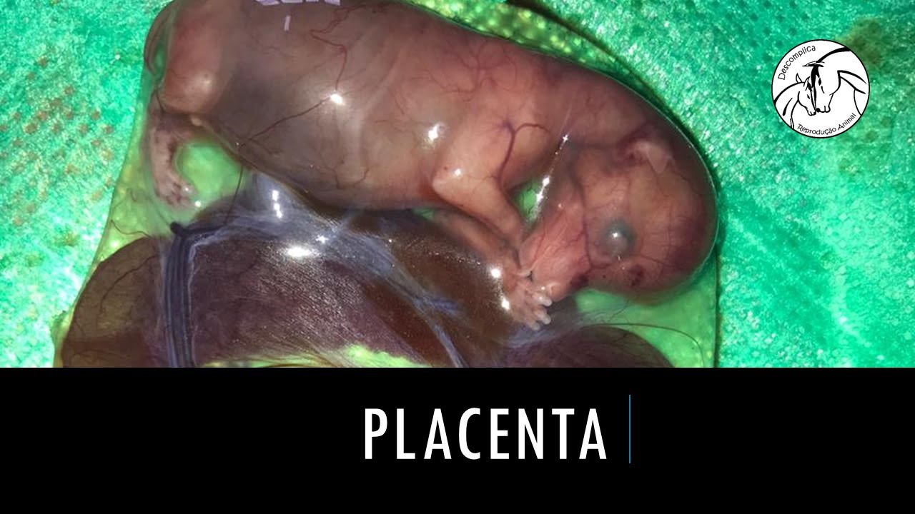 Classificação da placenta em animais
