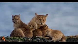 ENIGMA " The Die Is Cast"