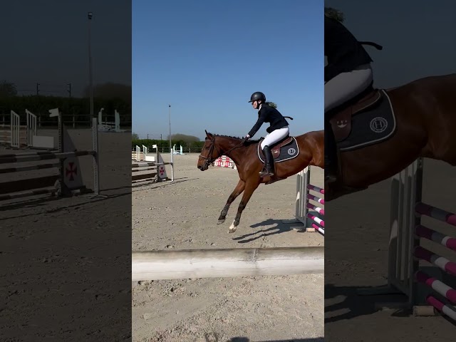 Vente cheval CSO Hunter