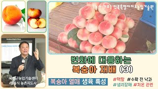 ✨변화에 대응하는 복숭아 재배(3) _ 복숭아 열매 생육 특성 / 핵할, 생리장해, 저온 관련