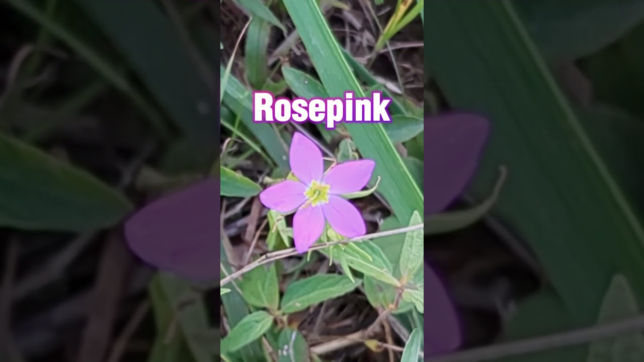 Kids Learn about Wildflowers | Sabatia Angularis | Rosepink 🌸 on Wildflower Wednesday