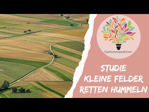 Die besten Pflanzen für Hummeln