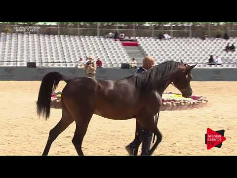 N.186 RAAD AL SAYED - Asharqia Classic 2018