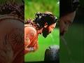 Kannapa Movie Sri Vishnu Kanappa Moviestelugu Ibomma Movierulz Prabhasinkannappa Telugunew Mov