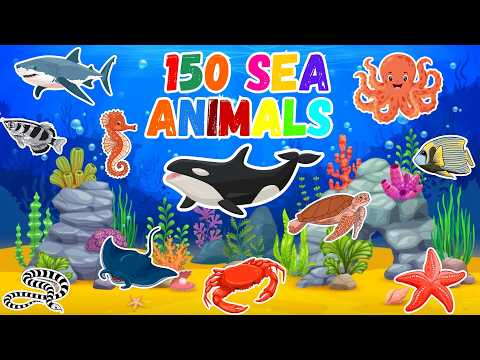 150 Sea Animals Name | Learn Aquatic animals names and Video | Ocean Animals | English Vocabulary