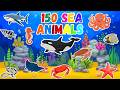 150 Sea Animals Name Learn Aquatic Animals Names And Video Ocean Animals English Vocabulary