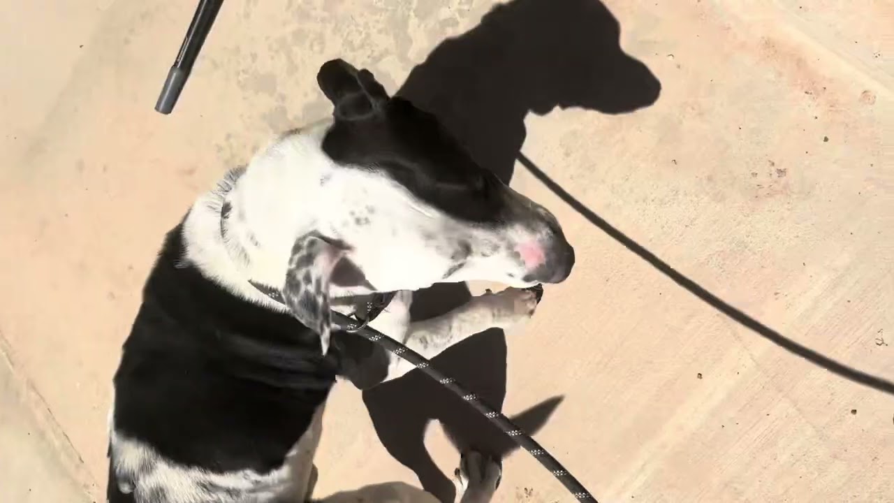 Damon video