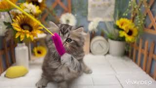 マンチカンの動画01